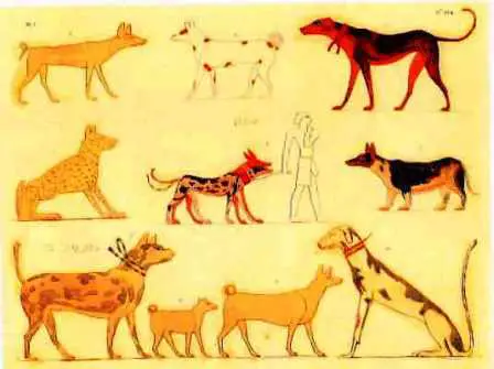 Ancient-Egyptian-Dogs