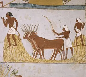 ancient egyptian egypt agriculture farming farmers tools pitch fertile slaves agricultural activities animals cow workman tale peasant true luxor wallpapers